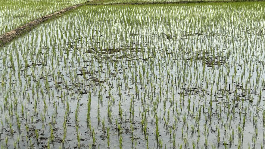 Recently planted rice fields in the municipality of Daule, Ecuador. November 2022.