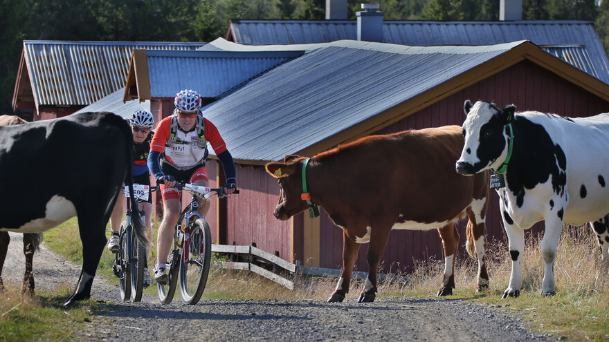 Lillehammer is a stronghold for outdoor sports and recreation. The town hosts several events and competitions annually, like the 86 km long classic MTB race Birkebeinerrittet.