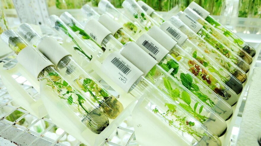 Plant samples in the genebank at CIAT's Genetic Resources Unit