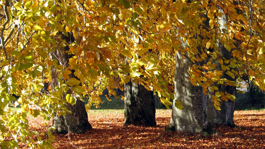 Bøk i parken, Ås 2008