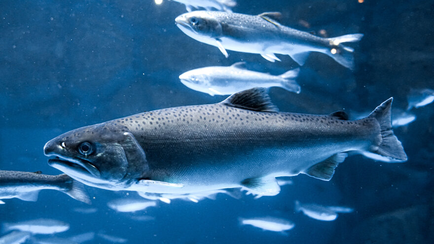 Den digtale laksen (DigiSal) er prosjekt med mål om samle mattematiske modeller av laksen. Nå har forskere ved NMNU publisert den første matematiske modellen av laksens stoffskifte. Foto: Shutterstock