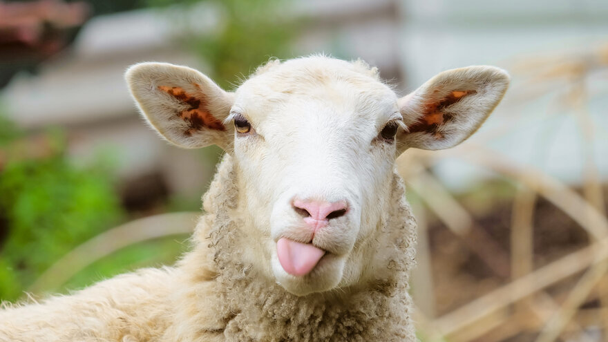 Sheep with its tounge out.