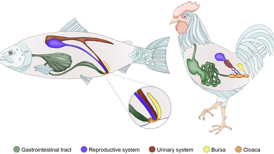 Skjematisk illustrasjon som sammenlikner kloakkregionen til fisk og fugl.