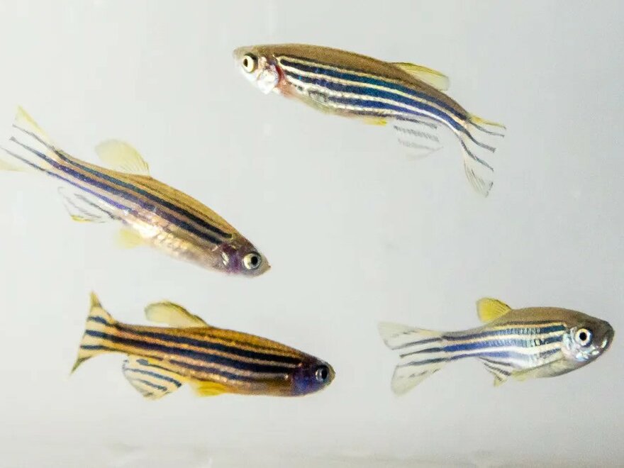 Model Fish - Zebrafish, Danio Rerio