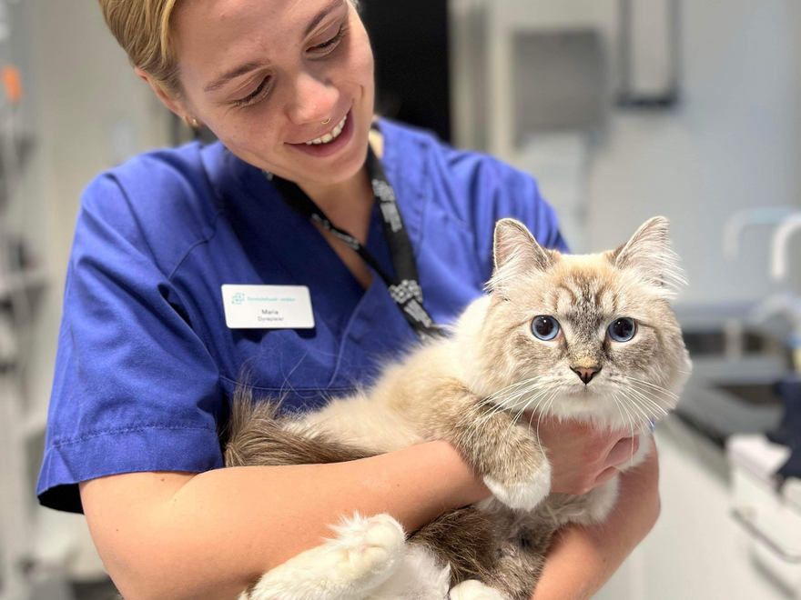 Katten Izsak i hendene på dyrepleier Maria ved Dyresykehuset – smådyr.