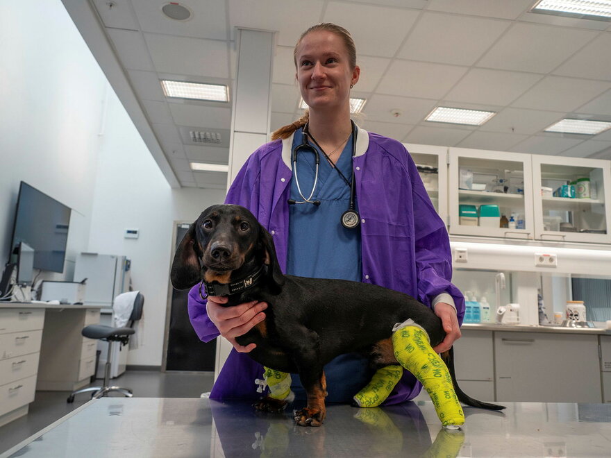 Veterinærstudent Ingvild Lauritzen Holtet sammen med nyopererte Otto. Otto ble diagnostisert med pes varus i begge bakbein. Det betyr at bakbeina krummet innover fordi tibia vokste tilstrekkelig ut slik de skal. Odin ble operert etter at veterinærene ha