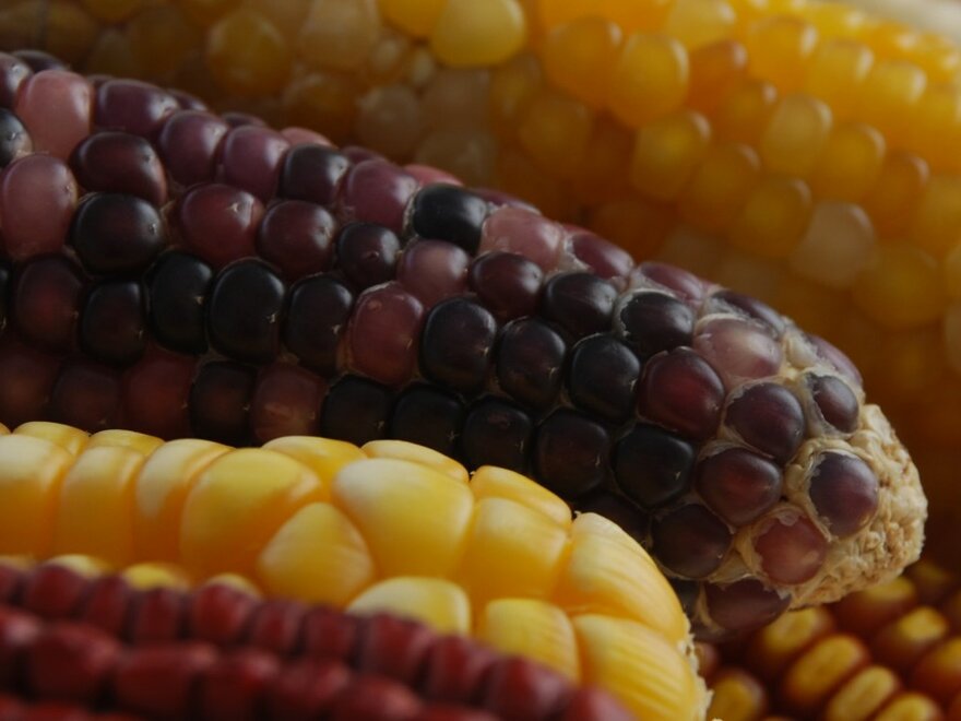 A varity of maize ears