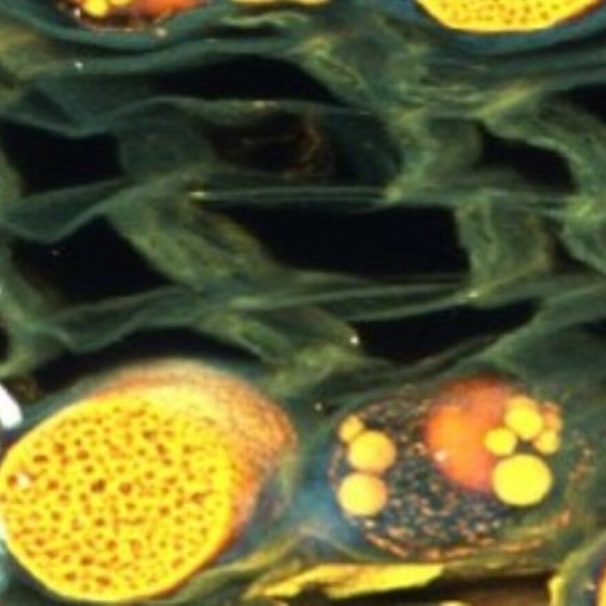 The Imaging Centre