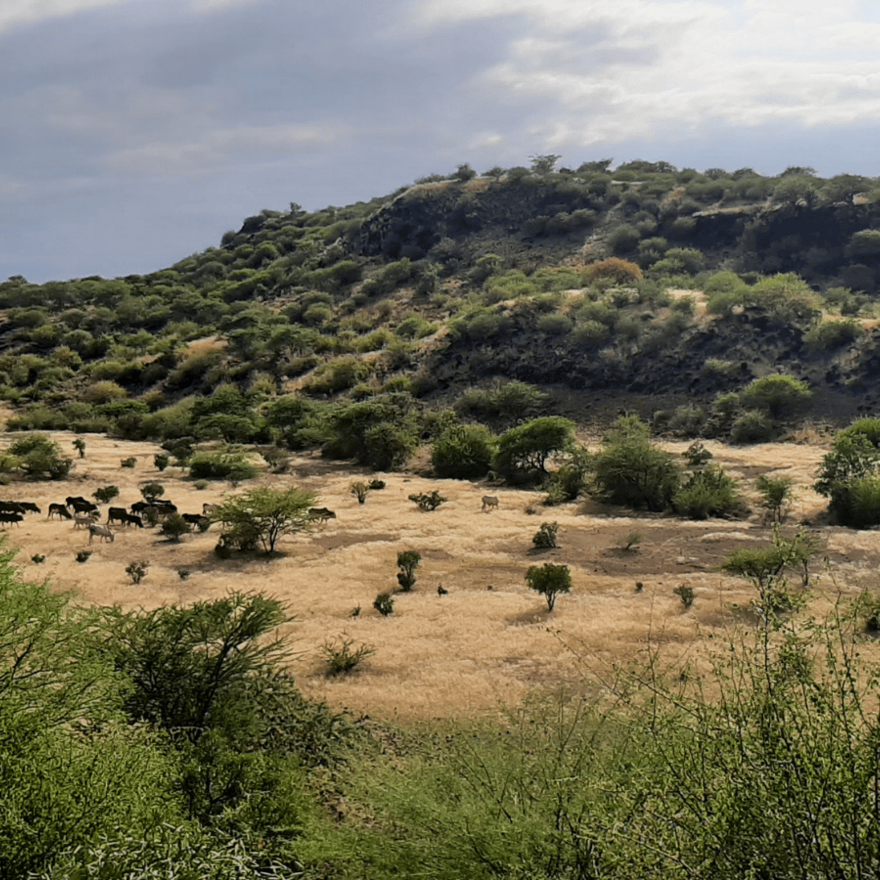 a picture of a rangeland with some cows grazing