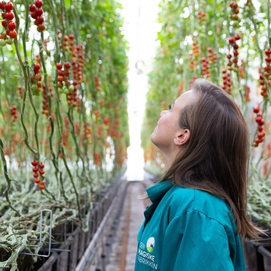 Amalie Lundervold beundrer tomatproduksjonen på Den Magiske Fabrikken.