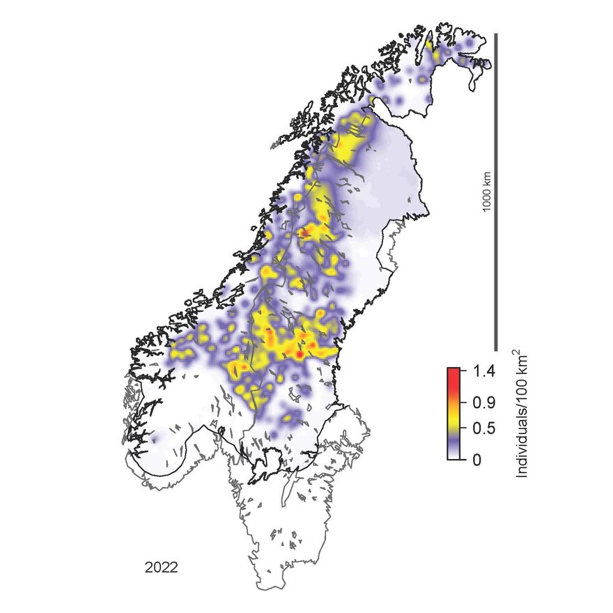 Estimater for distribusjon av jerv i Norge 2022