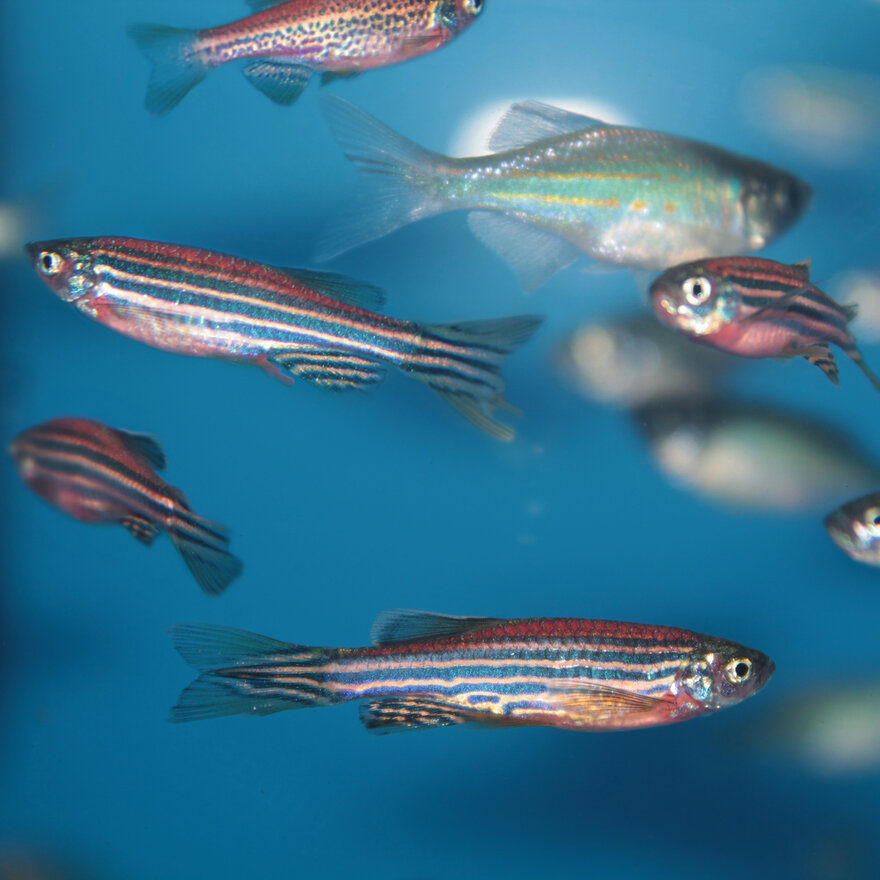 Zebrafish