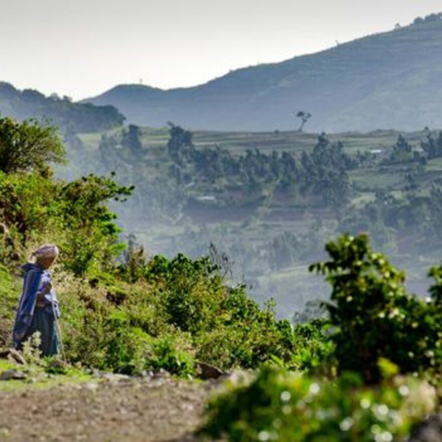 Forest in Ethiopia