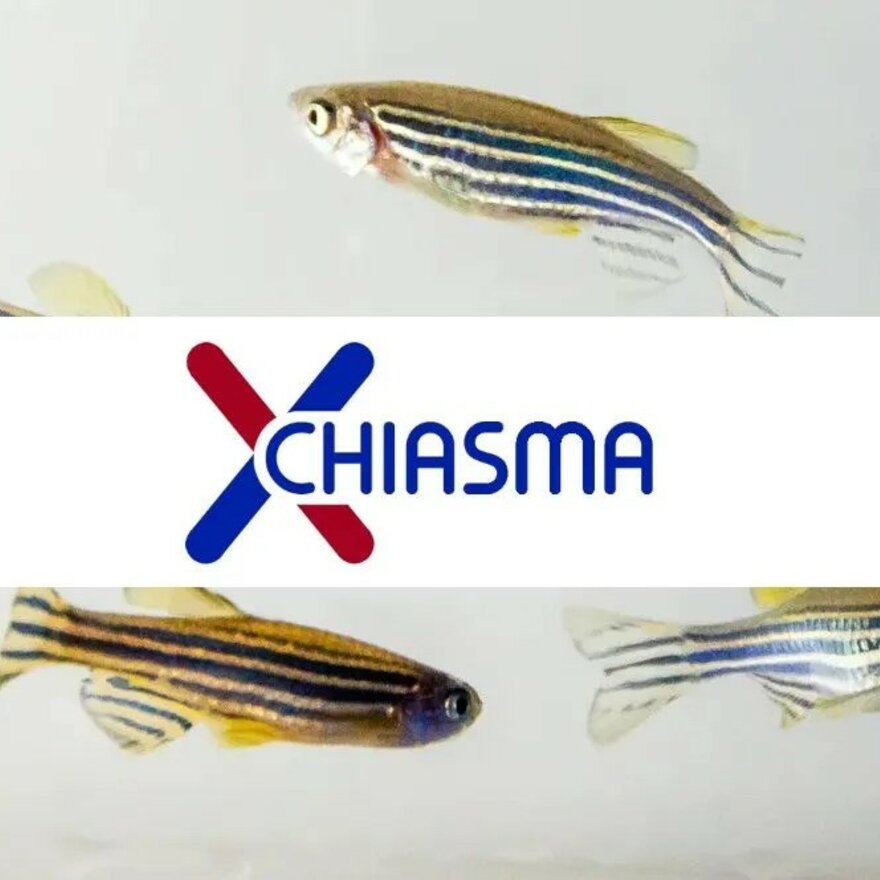 Chiasma project