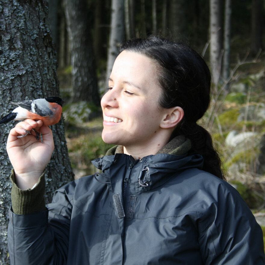 Morning bird banding session, part of the Ås Bird Banding Group (Ås ringmerkingsgruppe)