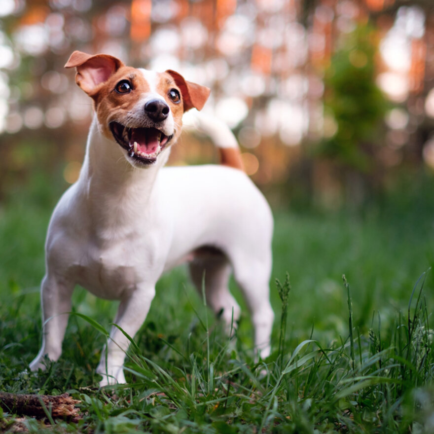 På bildet vises en Jack Russell Terrier. Dyresykehuset – smådyr søker små hunder med korsbåndssykdom til en studie om beste behandlingsmetode. Deltakelse i studien, inkludert all behandling, er gratis for eier.