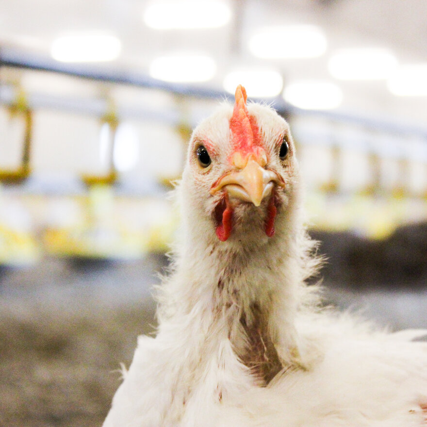 Det er behov for å å gjøre situasjonen for kyllinger som skal til slakteriet, bedre, både på gården og under transporten, viser ny doktorgrad ved NMBU Veterinærhøgskolen.