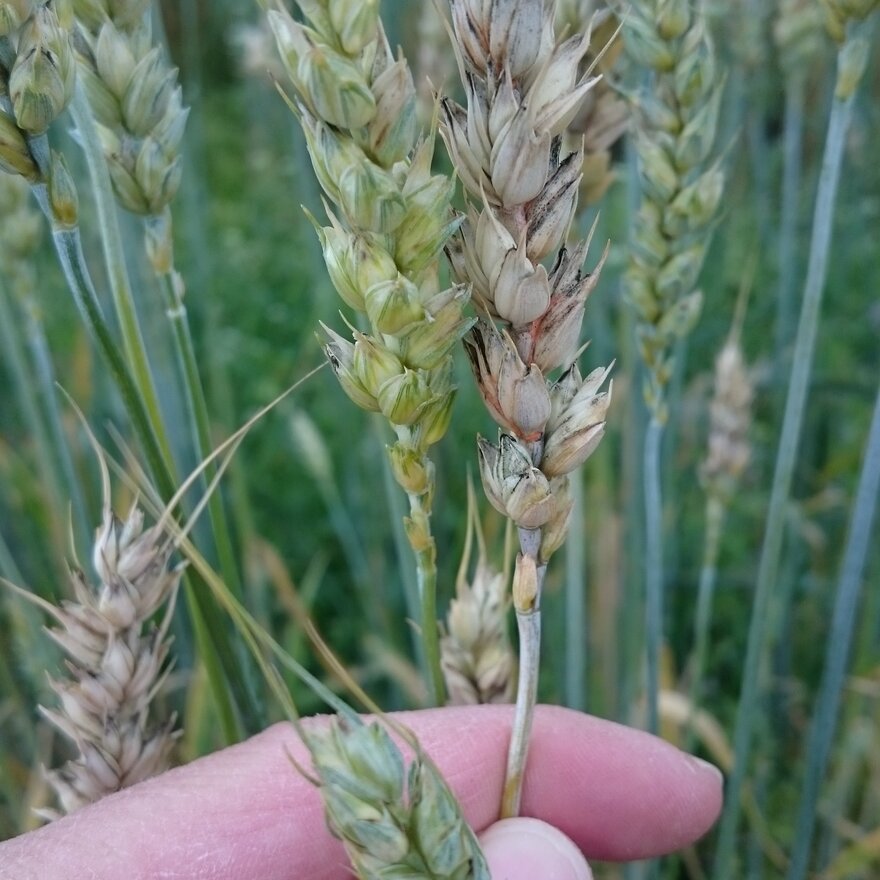 Angrep av Fusarium på hvete. 