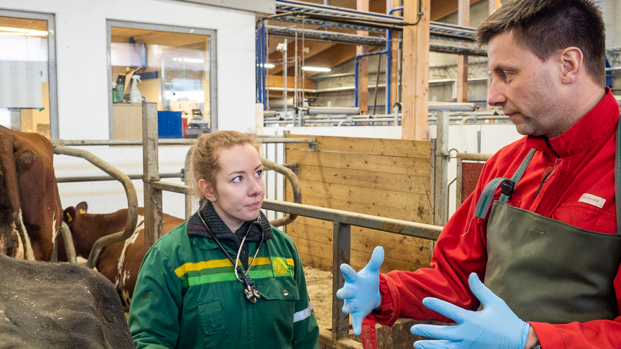 Veterinærstudent i fjøset med underviser