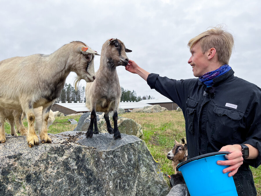 Veterinærstudent Erik Lillebakken mater to geiter ute