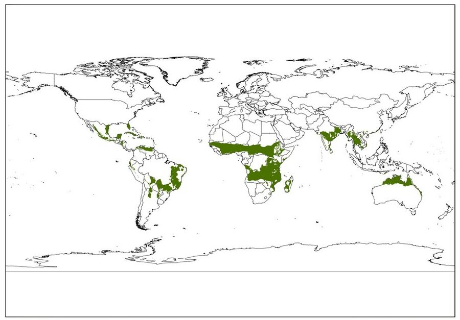 Kart som viser hvor i verden tropisk tørr skog vokser. 