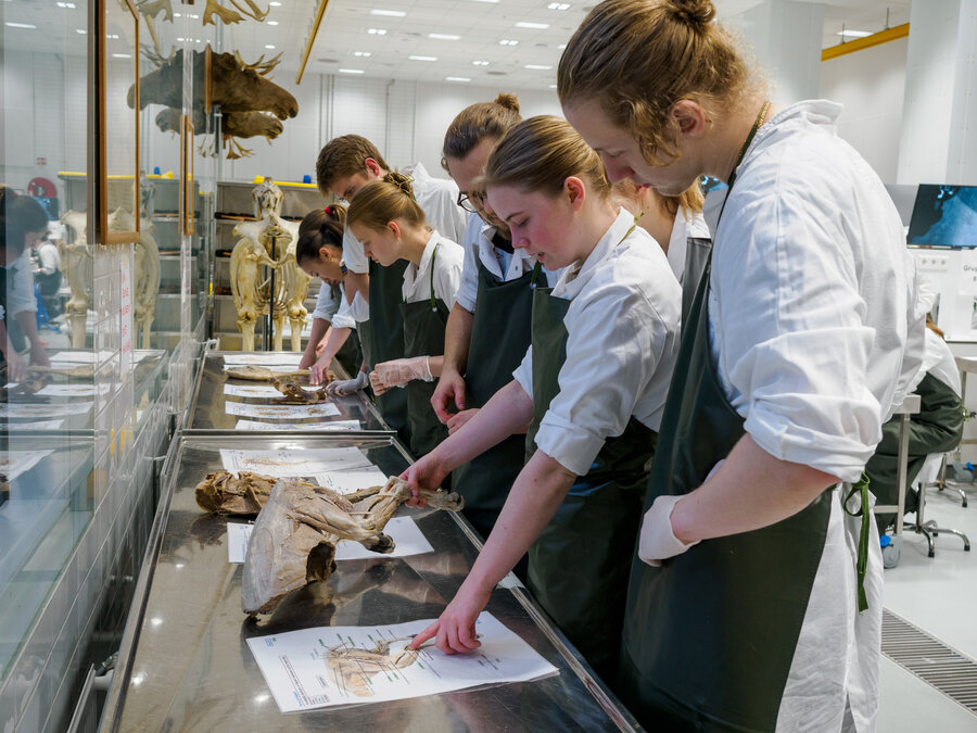 Veterinærstudenter studerer plansjer og plastinerte preparater. 