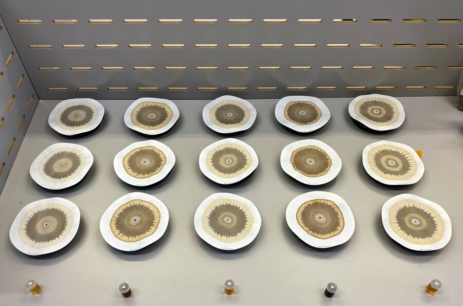 Pfeifer’s Paper Chromatography