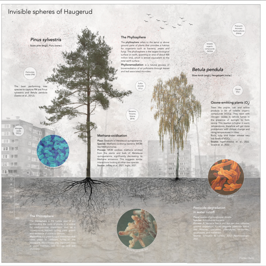 Representing role and contribution of the Rhizosphere and Mycorrhizosphere.