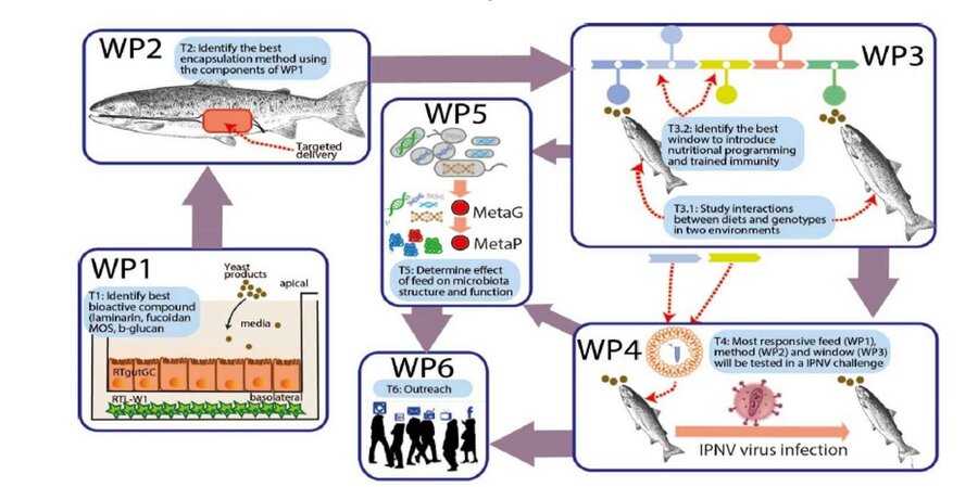 RESILIENT SALMON is organized in six integrated WPs as shown in figure 