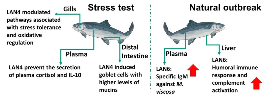 Figure 2. Modulation of Atlantic salmon immune response by D. hansenii-based products.