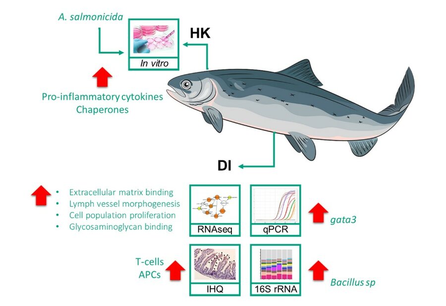 Figur 3. Fukoidans immunmodulerende egenskaper hos atlantisk laks.