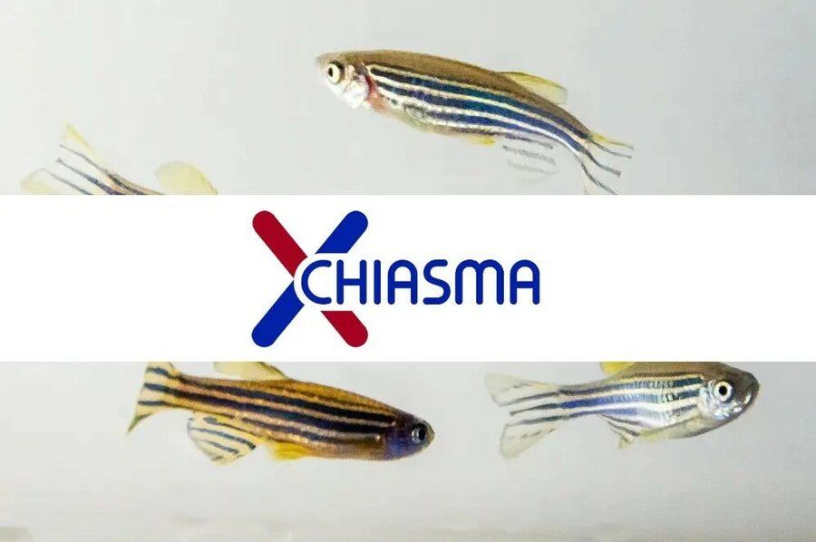 Chiasma project