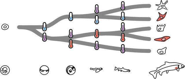 Salmocode graphical abstract