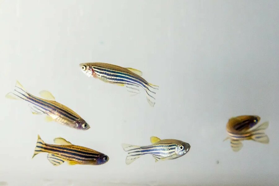 Zebrafish Danio Rerio