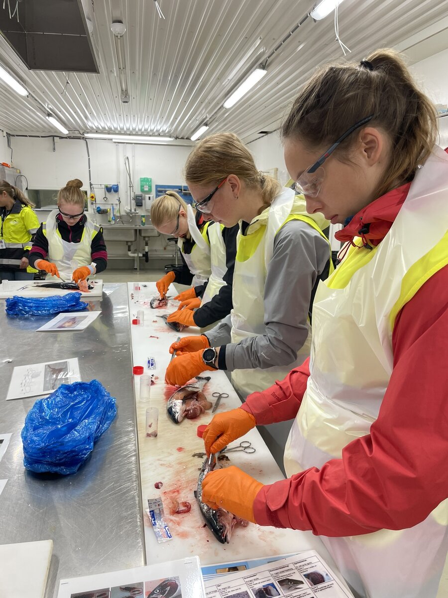 Flere veterinærstudenter står rundt et bord og trener på å obdusere fisk.