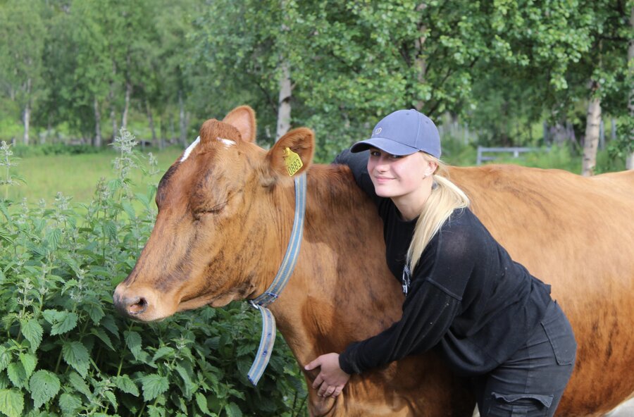 Bilde av Karoline Grøthe sammen med ei ku.