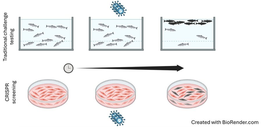 Overview of PETRI-fish approach using CRISPR screening, and how this compares to traditional challenge testing