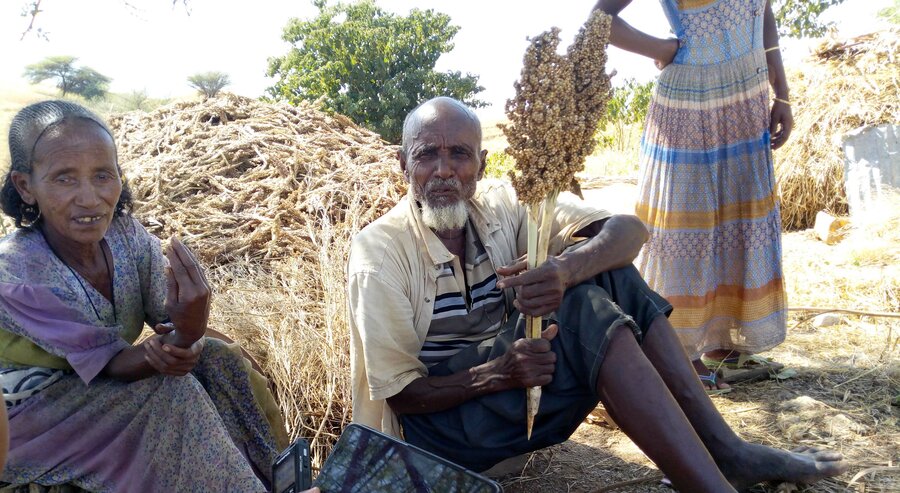 Farmers in Tigray, Ethiopia showing a variety of the cereal sorghum. 