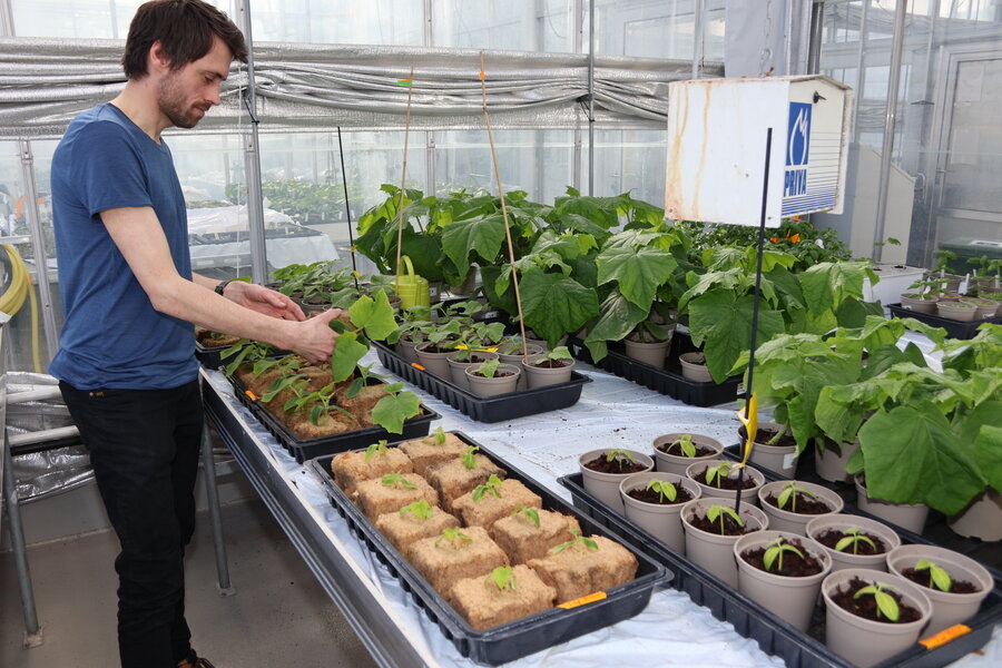 Svein Kolltveit foran mange planter på et plantebord