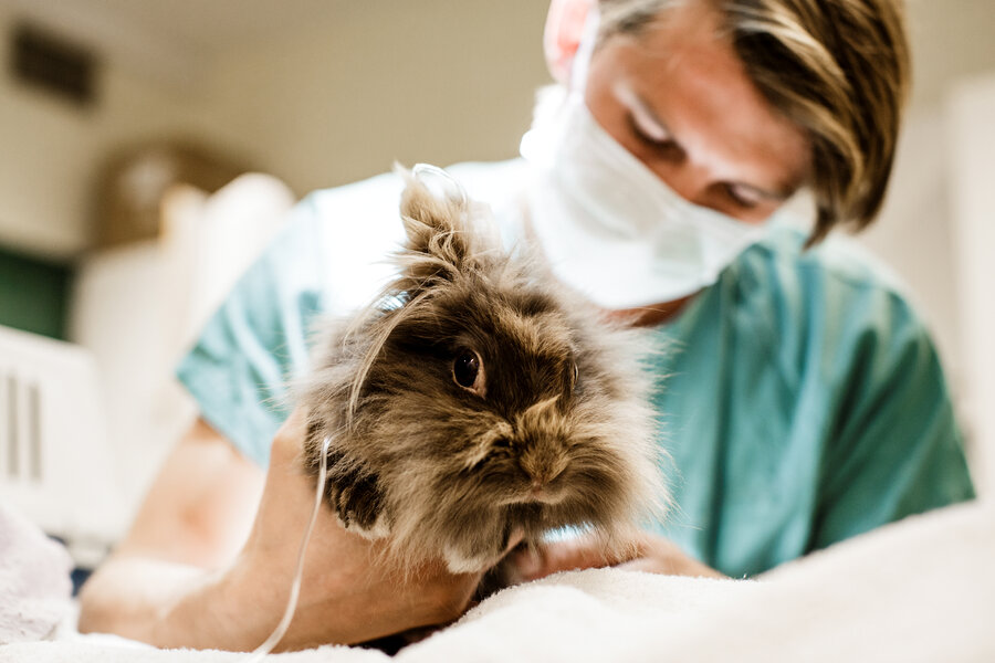 Smådyrklinikken på Adamstuen, NMBU. På bildet: John Debenham (veterinær) undersøker før keisersnitt på en kanin.