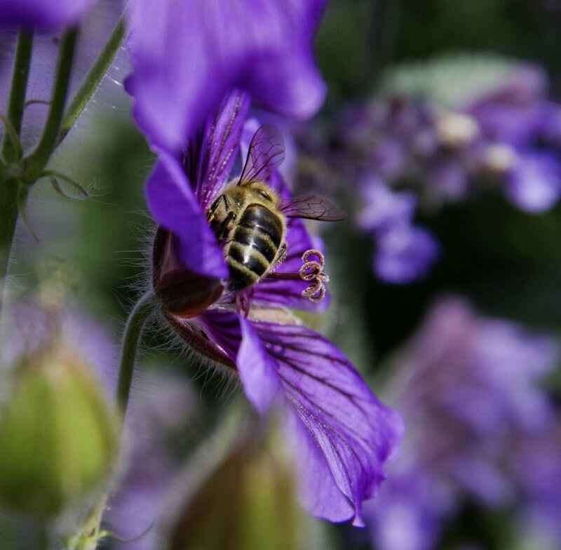 En bie pollinerer en blomst.