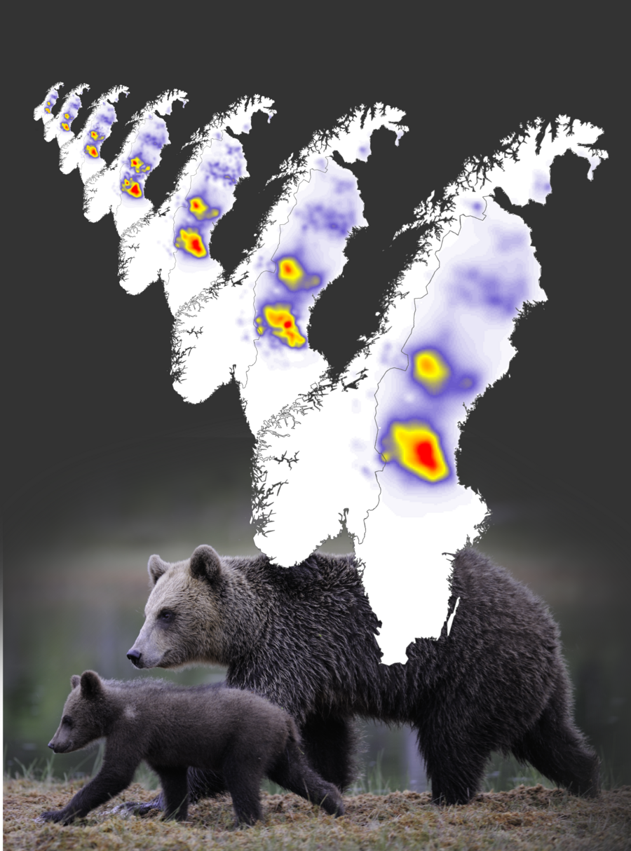 Annual maps of brown bear population density in Scandinavia from 2012 to 2018. 
