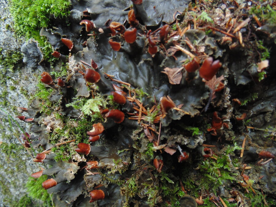 lav, skjellnever (Peltigera praetextata)