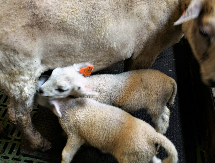 Søye med nyfødte lam