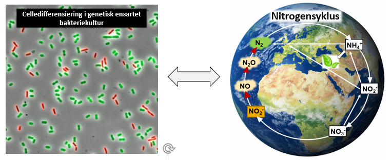 Høyre: Den globale nitrogensyklusen drives av mikroorganismer, og denitrifikasjon (uthevet) er den viktigste kilden til N2O utslipp. 

Venstre: Bilde tatt under fluorescensmikroskop som viser celledifferensiering i en denitrifiserende bakterie under ana