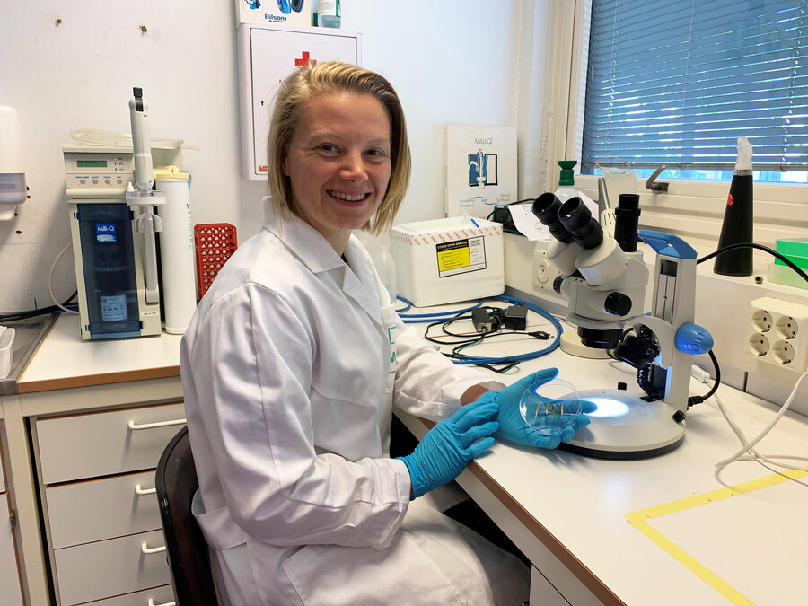 Doktorgradsstipendiat Helene Midttun mener forskningsfasiliteter må bli bedre på å teste fiskene for diverse sykdommer slik som hjerneparasitten Pseudoloma neurophilia.