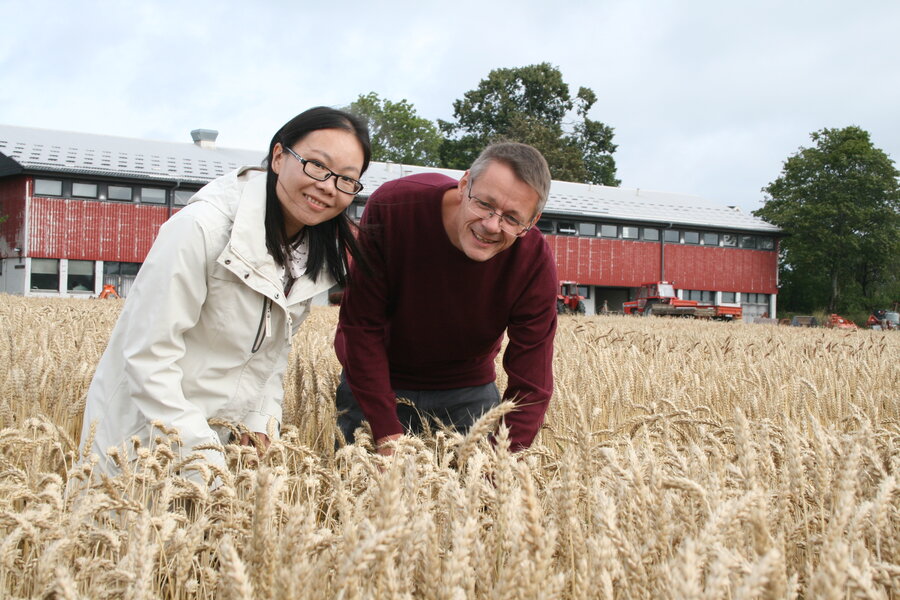 Stipendiat Min Lin og forsker Morten Lillemo ser på hvordan soppsykdommene har påvirket plantene i feltforsøk med mange forskjellige hvetesorter. 