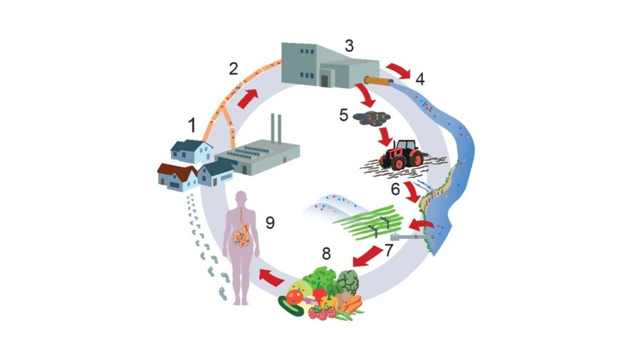 Microplastic circulating in the food chain
