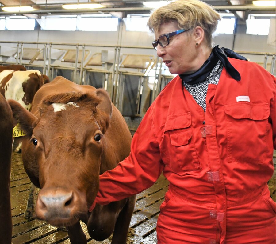 Forsker ved Folkehelsevitenskap – NMBU, Ingeborg Pedersen har klemt kuer før, men gjør det gjerne igjen.