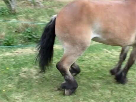 Denne hester overkoder på bakbeina. Den alvorlige sykdommen AEP, eller mer kjent som silosyke, har flest tilfeller i Norge. Ved NMBU Veterinærhøgskolen forsker veterinærene ved Hesteklinikken på årsaken til sykdommen.
